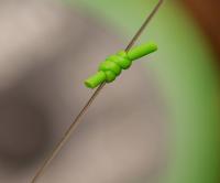 KORDA Маркерная нить Marker Elastic_1
